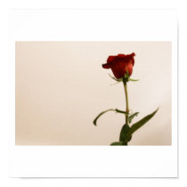 Rose posters