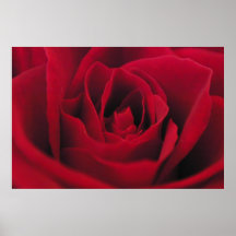 Rose Posters