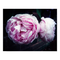 Rose posters