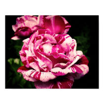 Rose Red Pink posters