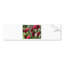 rose,red rose bumper stickers by pinkypetals rose,red rose bumper stickers