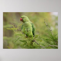 Rose-ringed Parakeet Posters