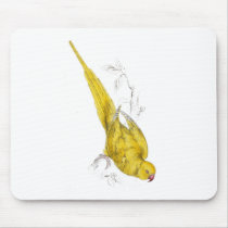 Rose-Ringed Parrakeet  (Yellow variety) by Edward Mousemat