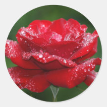 rose round sticker
