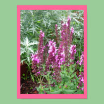 ROSE SALVIA AND ARTEMESIA POSTER posters