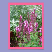 ROSE SALVIA AND ARTEMESIA POSTER posters