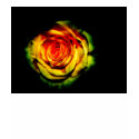 rose t-shirts