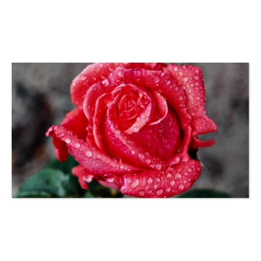 Rose, Shropshire Garden, after rain  flowers Business Card (back side)