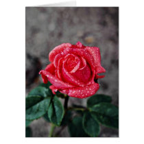 Rose, Shropshire Garden, after rain  flowers Card