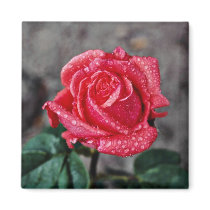 Rose, Shropshire Garden, after rain  flowers Magnet