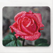 Rose, Shropshire Garden, after rain  flowers Mousepads