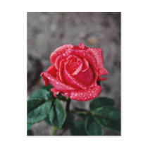 Rose, Shropshire Garden, after rain  flowers Post Cards