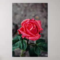 Rose, Shropshire Garden, after rain  flowers Print