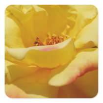 Rose Square Stickers stickers