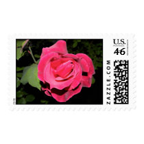 Rose Stamp 2