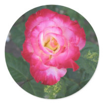 Rose stickers by DonnaGrayson_Photos Rose stickers