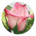 Rose Sticker by Lesleysloft Rose Sticker