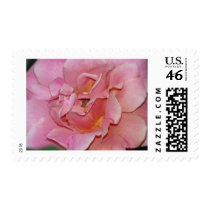 rose,swirly pink postage