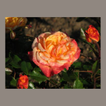 Rose Test Garden 048 posters