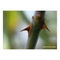 Rose Thorns print