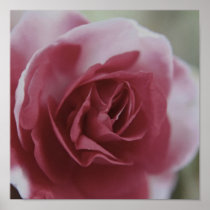 rose_tique poster