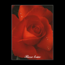 Rose true postcards