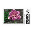 Rose Tulip postage by lillianhibiscus Rose Tulip postage