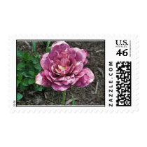 Rose Tulip postage by lillianhibiscus Rose Tulip postage