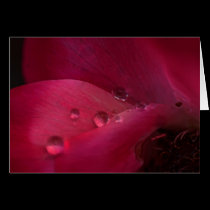 Rose Water cards