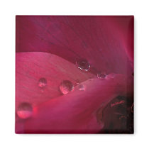 Rose Water magnets