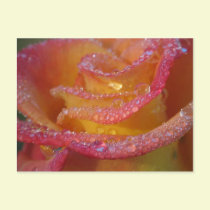 Rose Water postcards