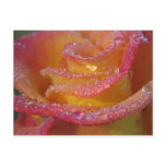 Rose Water postcards