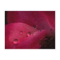 Rose Water postcards by bhbphotos Rose Water postcards