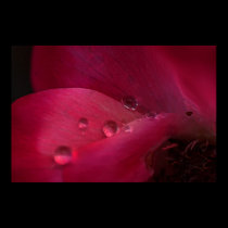 Rose Water posters