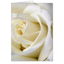 Rose White Cards