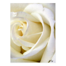 Rose White Post Cards