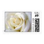 Rose White Postage