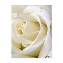 Rose White Post Cards