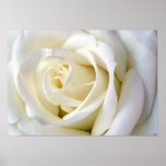 Rose White Print