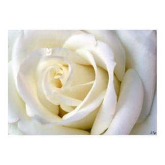 Rose White Poster, S Cyr print