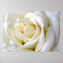 Rose White Poster, S Cyr