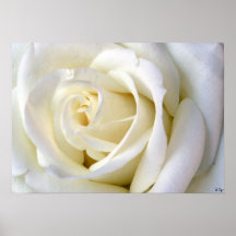Rose White Poster, S Cyr