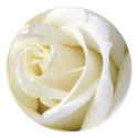 Rose White stickers