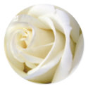 Rose White stickers