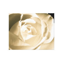 Rose White Stretched Canvas Prints