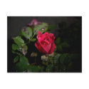 Rose With A Face Postcard by MichelleLThompson Rose With A Face Postcard
