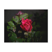 Rose With A Face Postcard