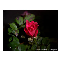 Rose With A Face Print