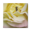 Rose with Bee magnets by ggbythebay Rose with Bee magnets