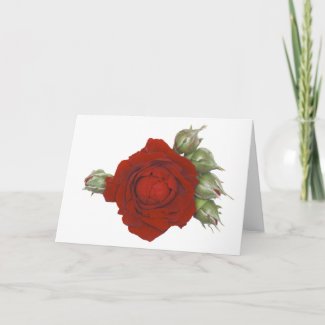 Rose with buds card